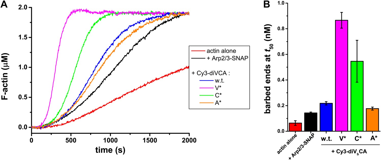 Figures And Data In Three Color Single Molecule Imaging Shows Wasp