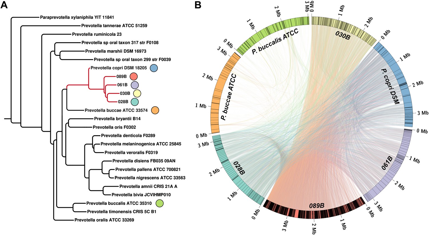 Expansion of intestinal Prevotella copri correlates with enhanced