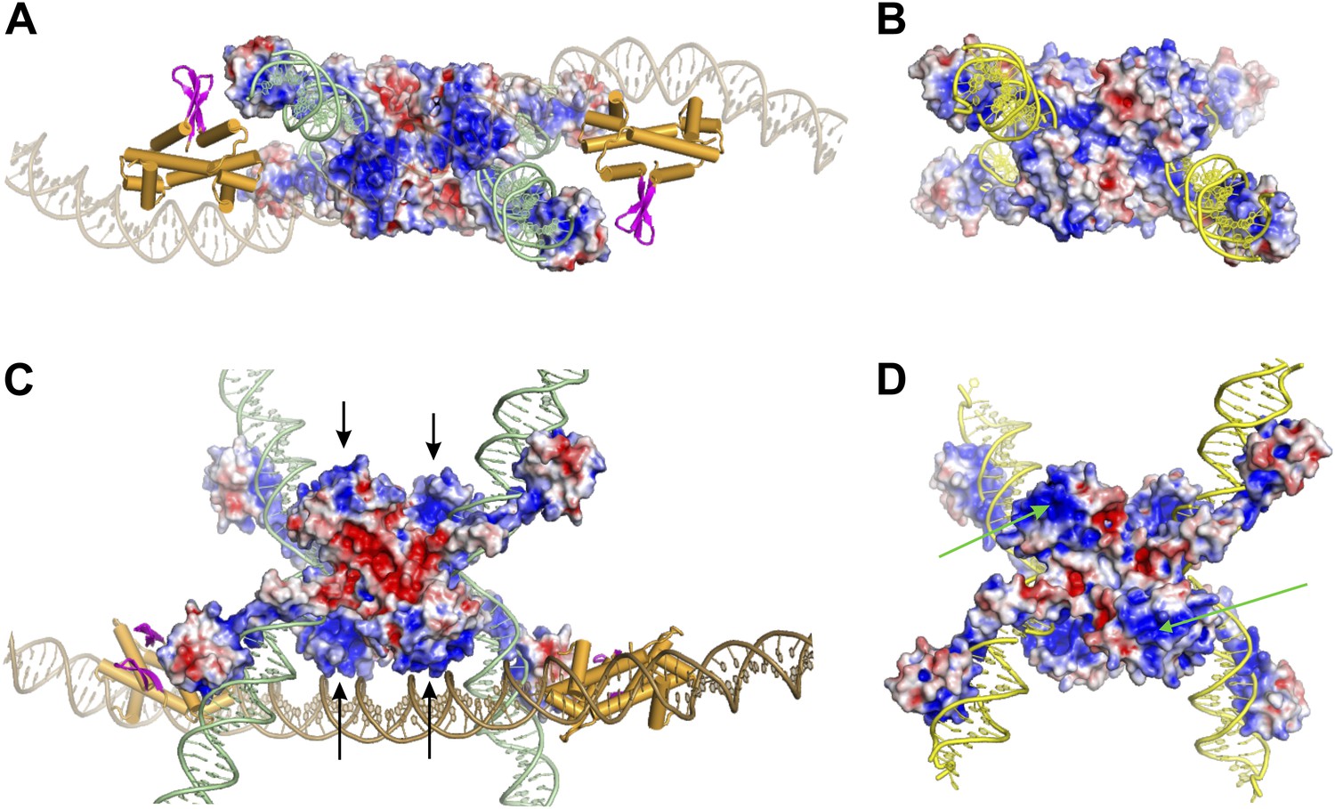 Figures and data in Multiple interfaces between a serine recombinase ...