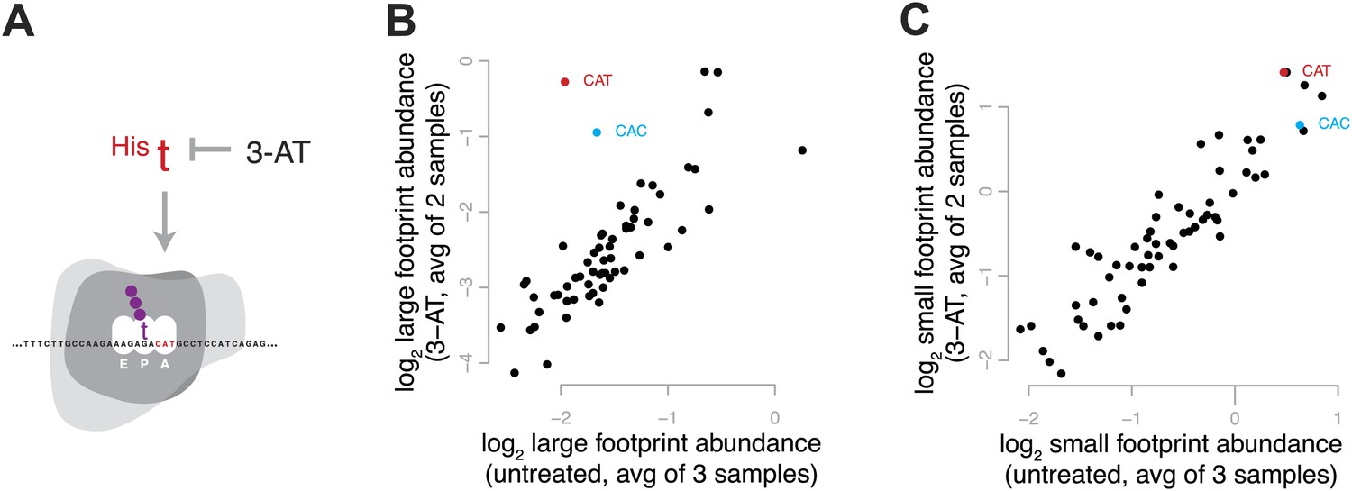 Distinct Stages Of The Translation Elongation Cycle Revealed By ...