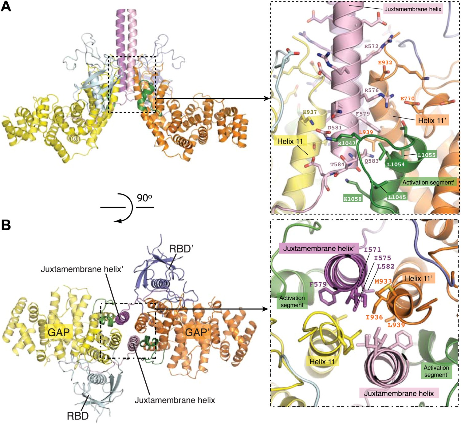 Structural basis for activation and non-canonical catalysis of the Rap ...