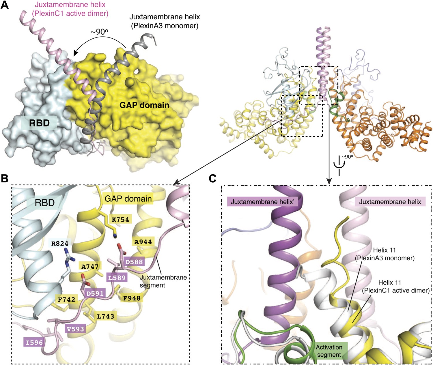 Structural Basis For Activation And Non-canonical Catalysis Of The Rap ...