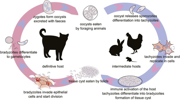 Reciprocal virulence and resistance polymorphism in the relationship ...