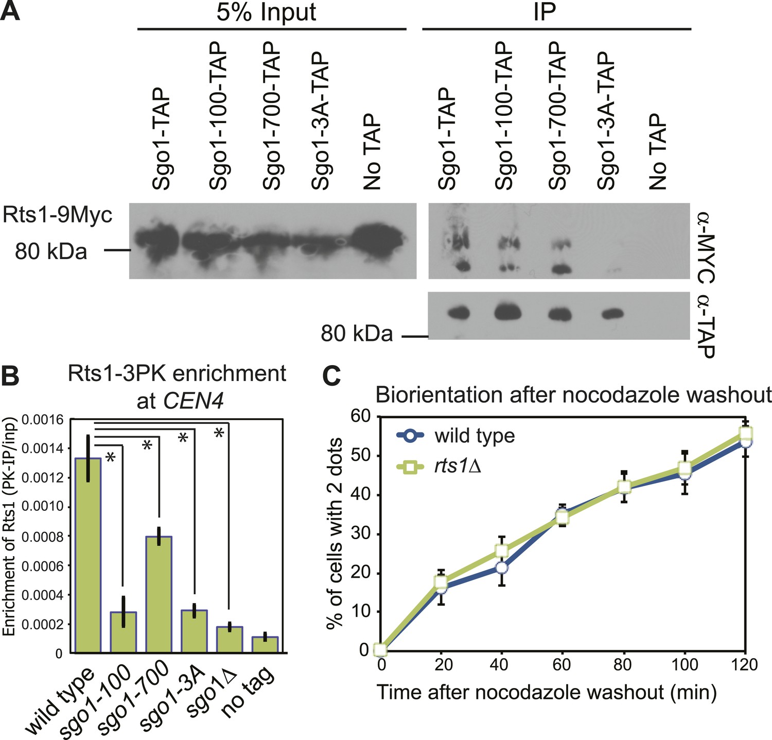 Structure, function, and pathology of protein O