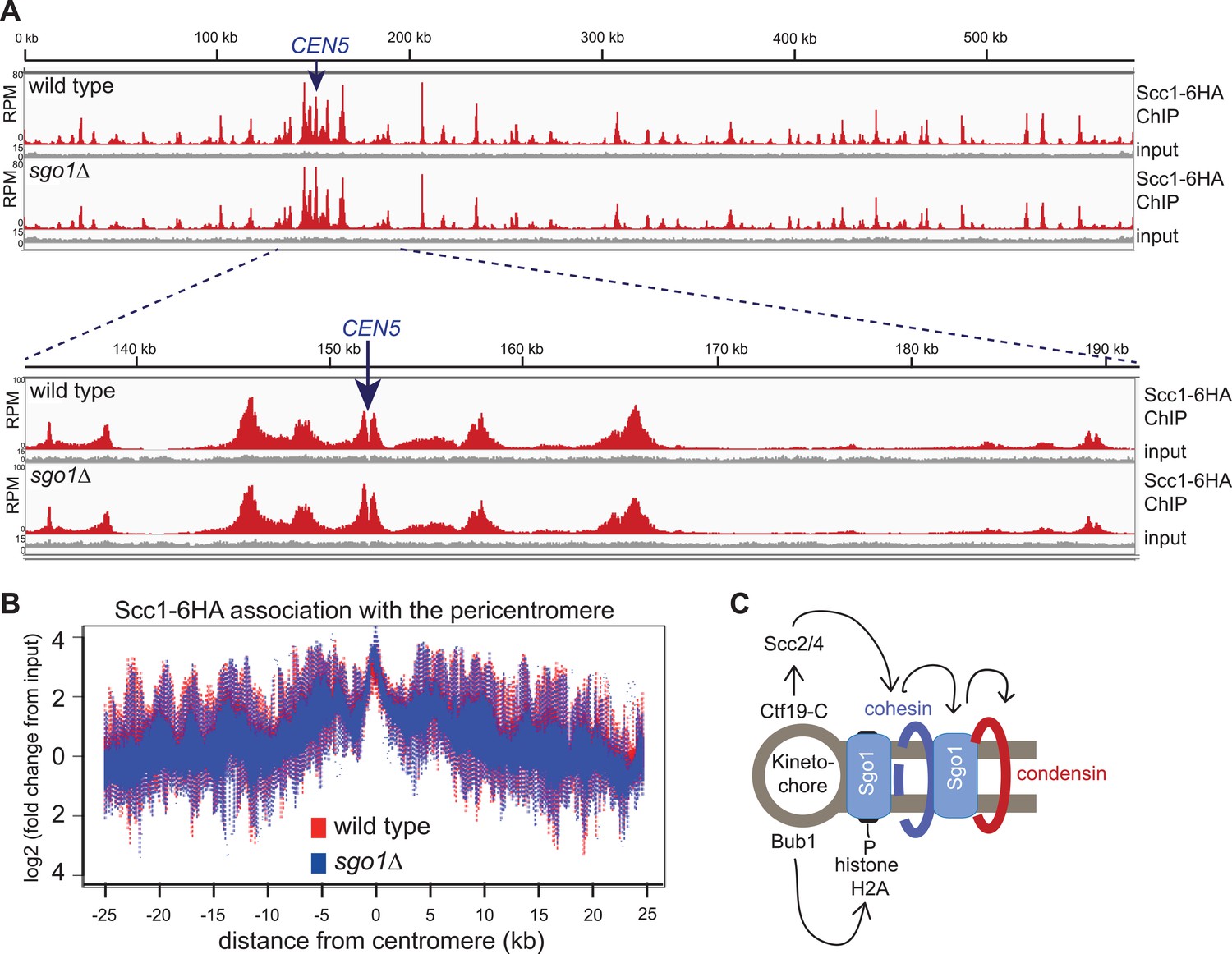 Shugoshin biases chromosomes for biorientation through