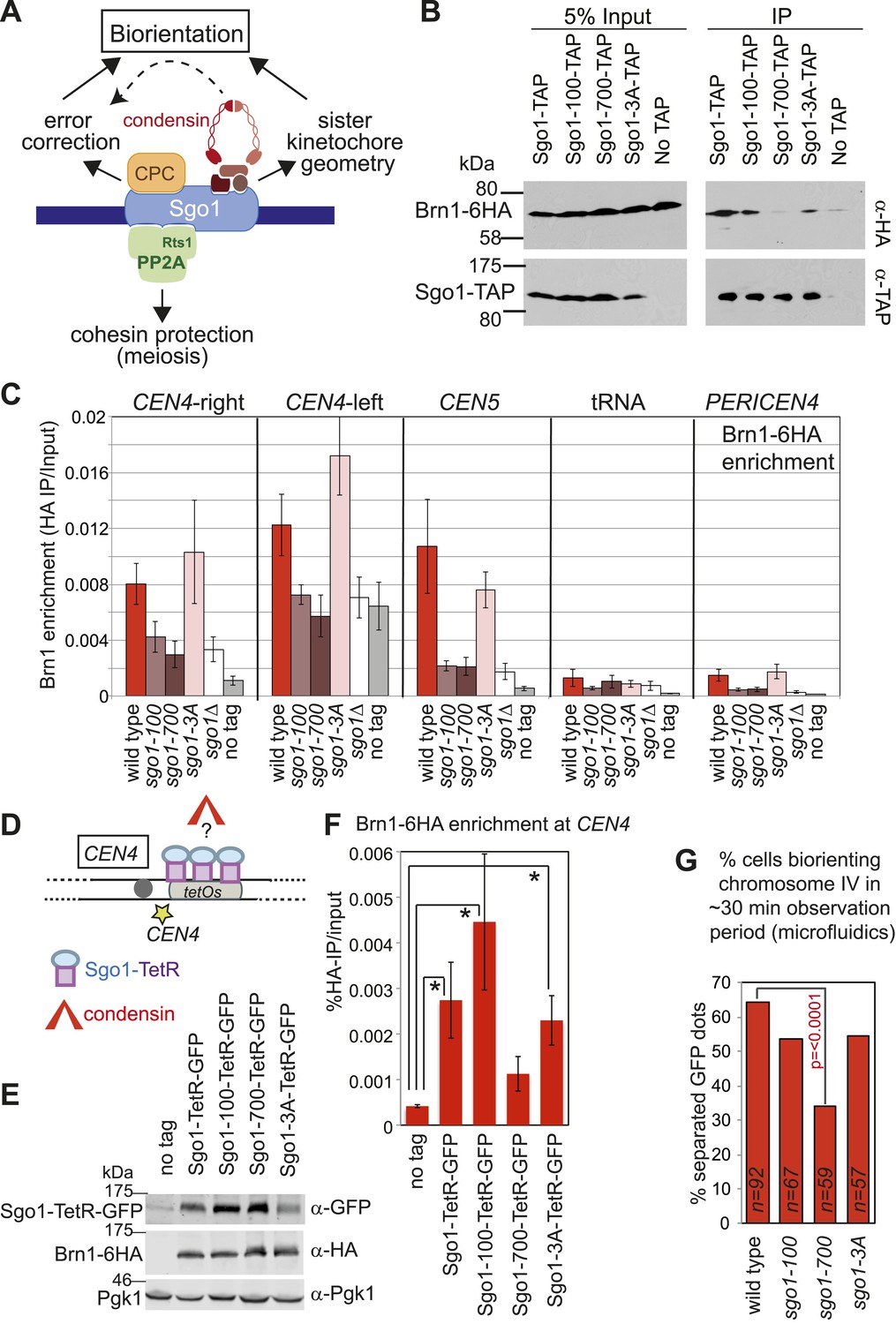 Structure, function, and pathology of protein O