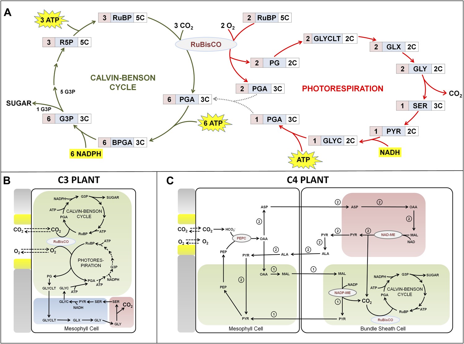 Convergent Evolution: Shining Fresh Light On The Evolution Of ...