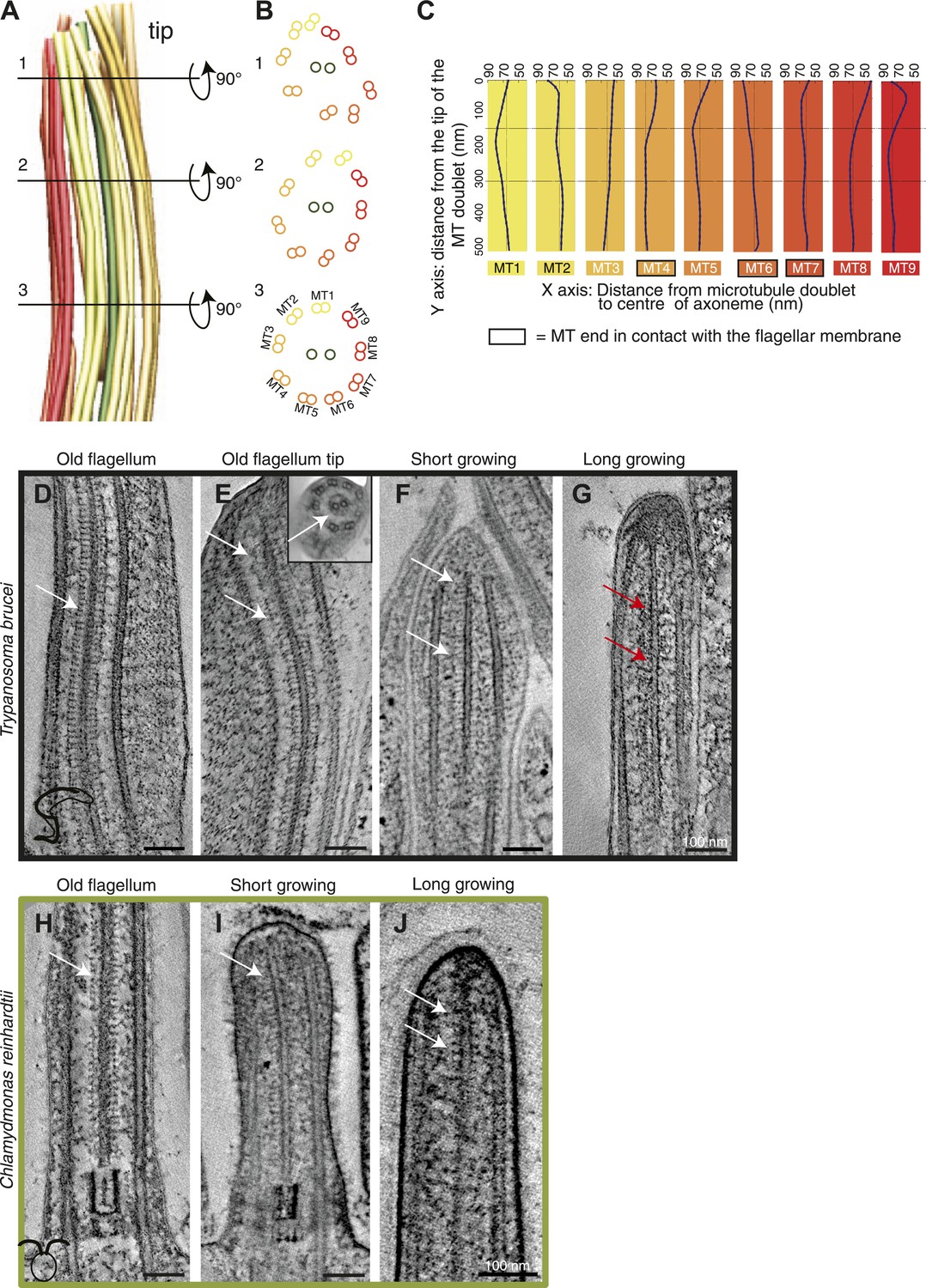 Modes Of Flagellar Assembly In Chlamydomonas Reinhardtii And