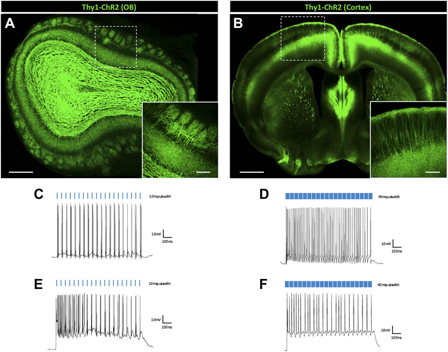 Figures And Data In Cell Type Specific And Time Dependent Light Exposure Contribute To Silencing 6818