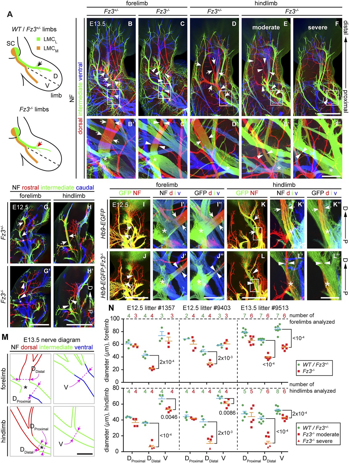 Amazon.com: Outlines and Highlights for: From Neuron to