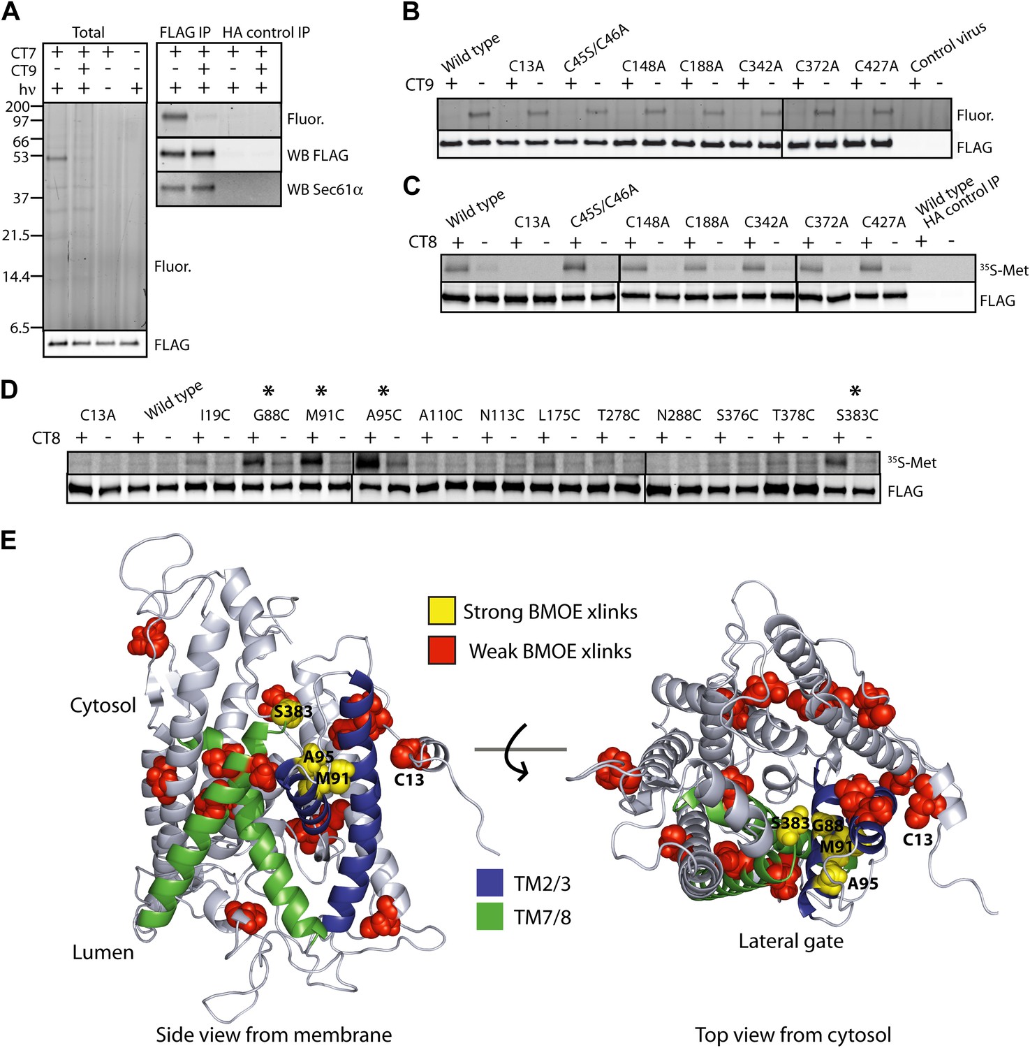 An allosteric Sec61 inhibitor traps nascent transmembrane helices