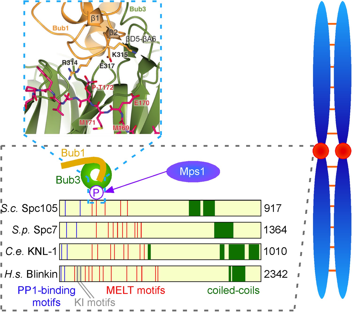 Mitosis: Checkpoint proteins come under scrutiny Biology Diagrams