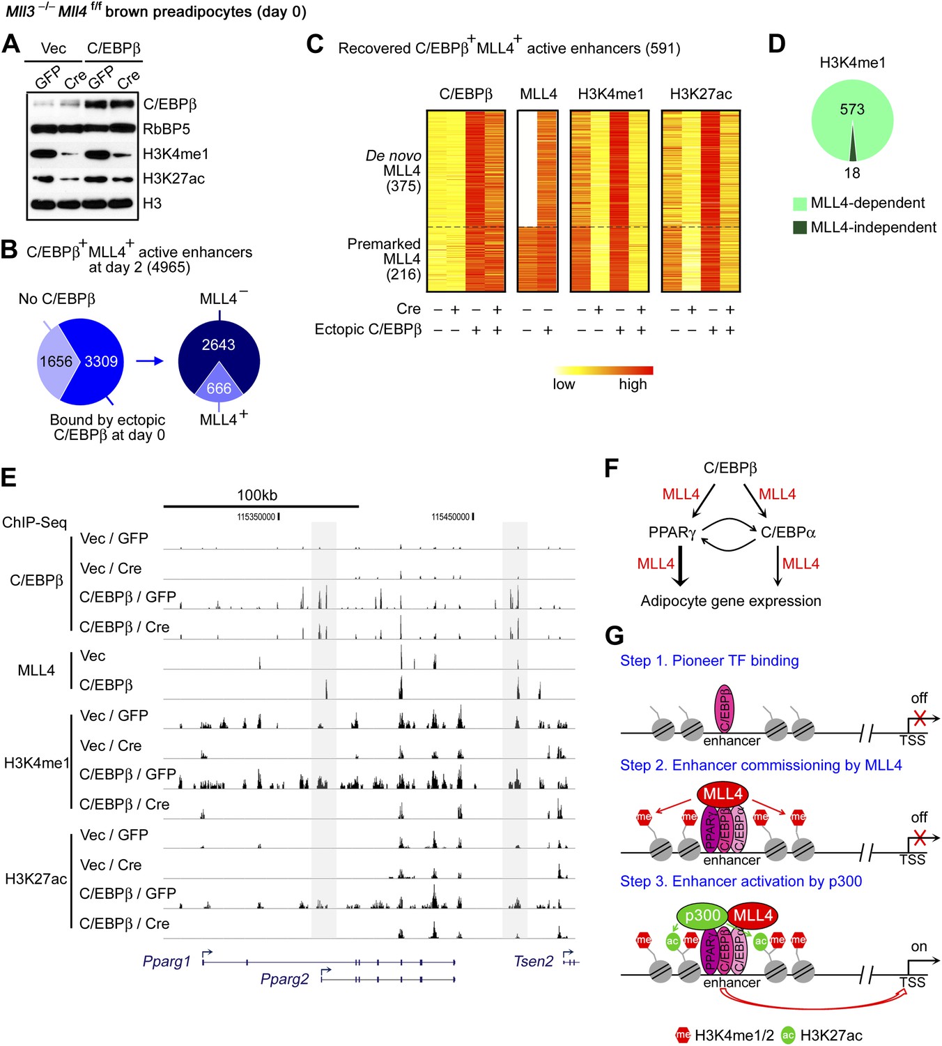 H3K4 mono- and di-methyltransferase MLL4 is required for enhancer