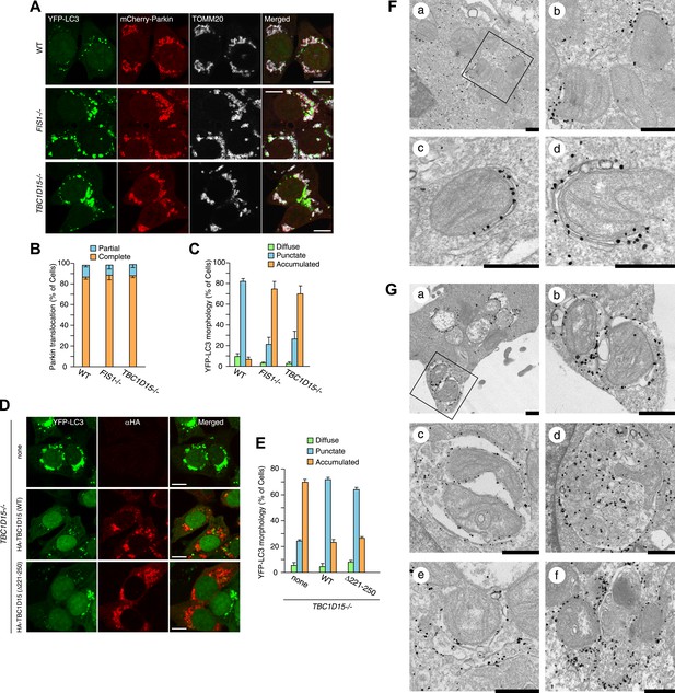 Mitochondrial Rab GAPs govern autophagosome biogenesis during mitophagy ...