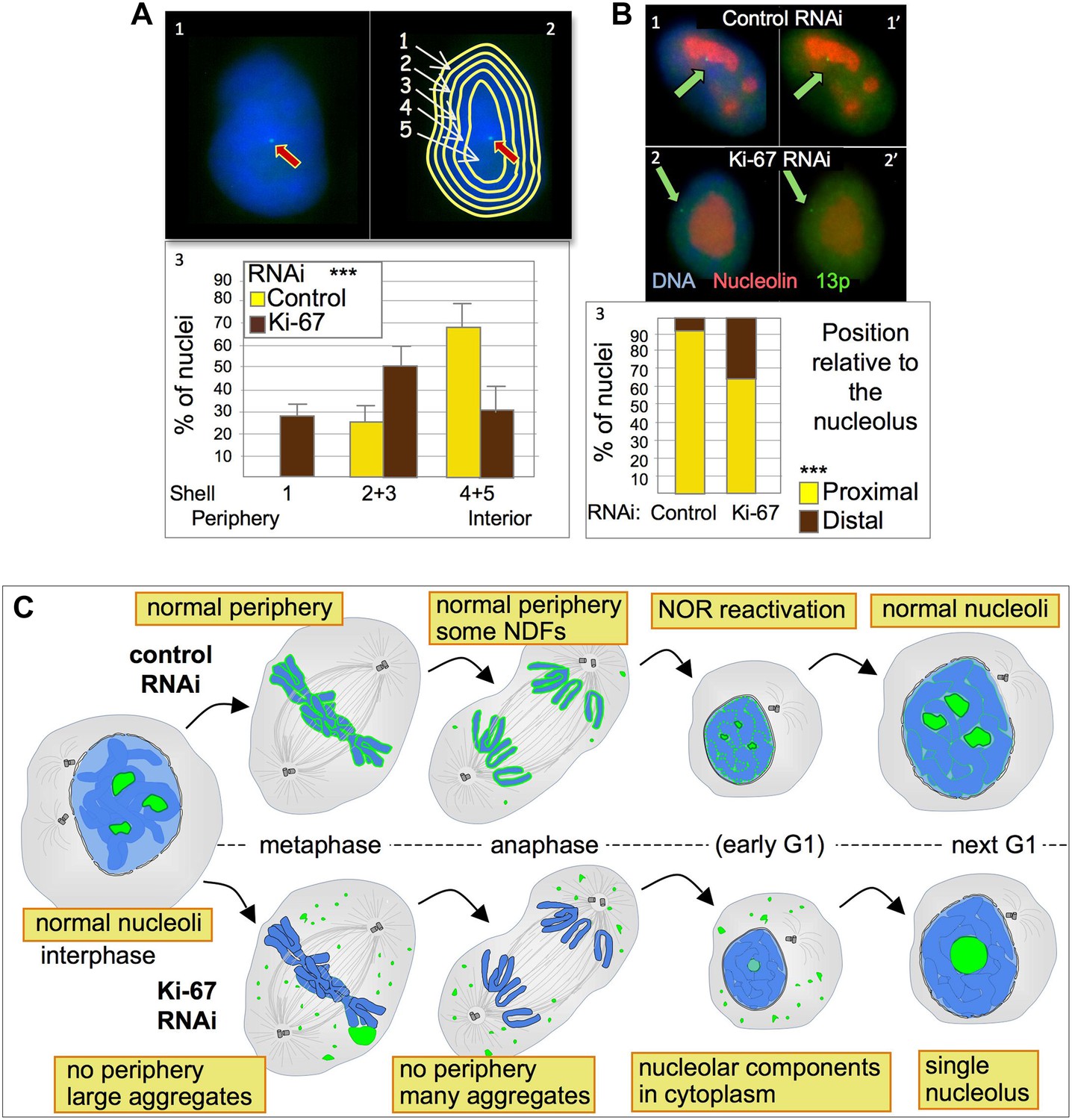 Ki-67 is a PP1-interacting protein that organises the mitotic ...