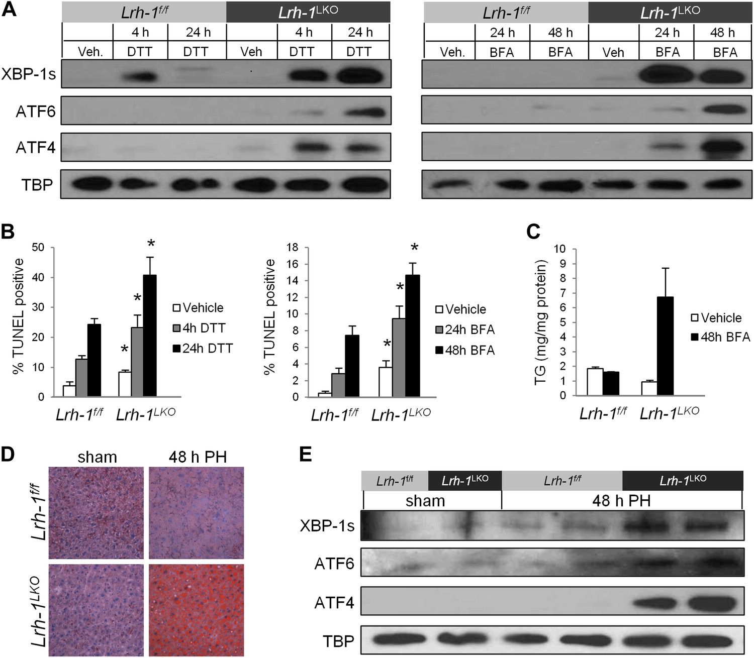 Figures and data in Nuclear receptor LRH-1/NR5A2 is required and