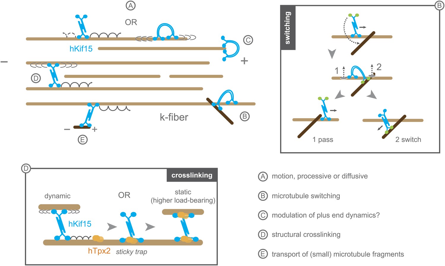 The Kinesin-12 Kif15 Is A Processive Track-switching Tetramer | ELife