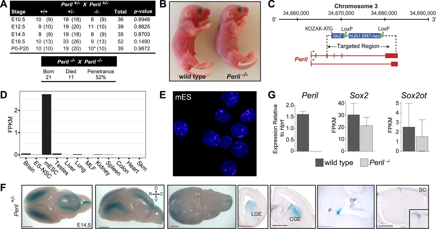 Multiple Knockout Mouse Models Reveal Lincrnas Are Required For Life 