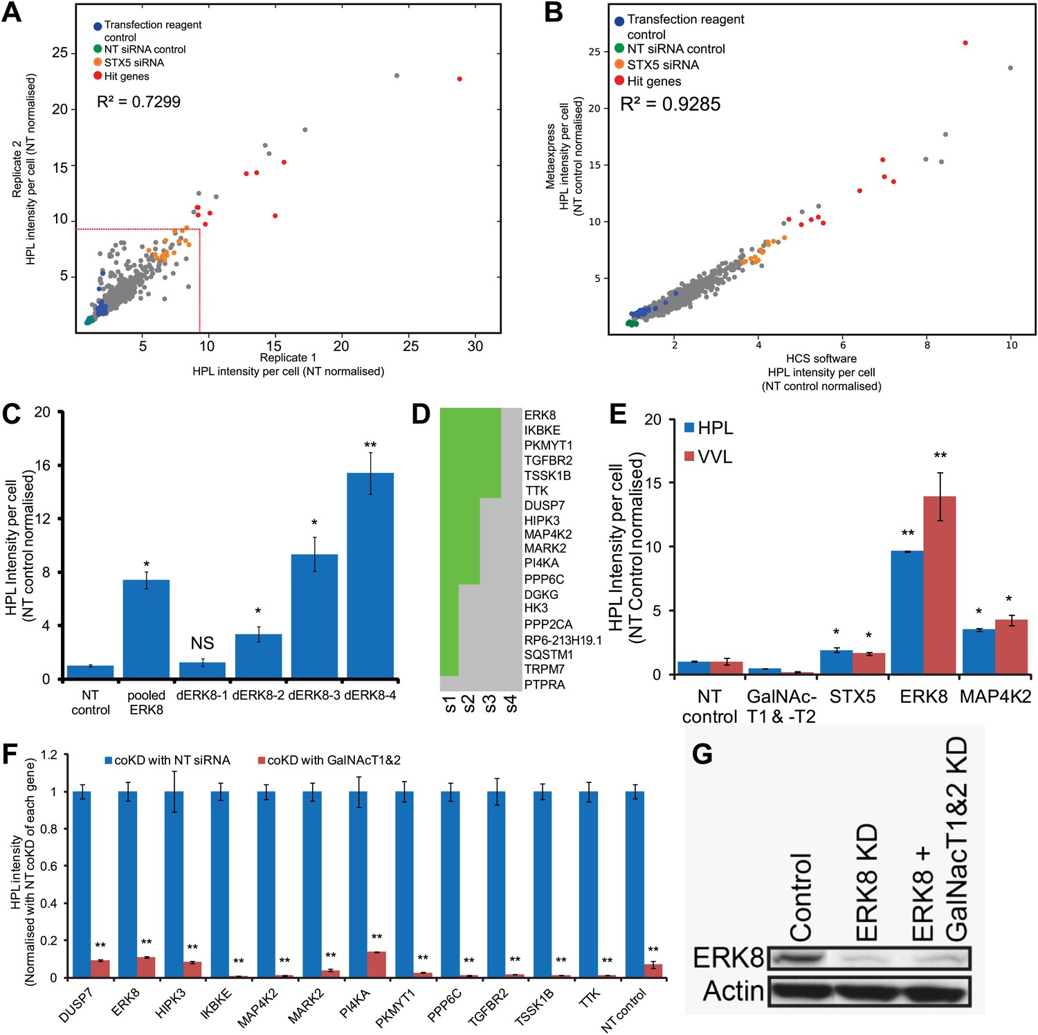 Figures and data in ERK8 is a negative regulator of O-GalNAc ...