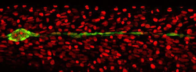 ErbB expressing Schwann cells control lateral line progenitor cells via ...