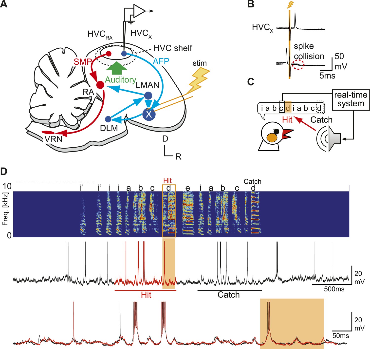 Figures and data in Auditory synapses to song premotor