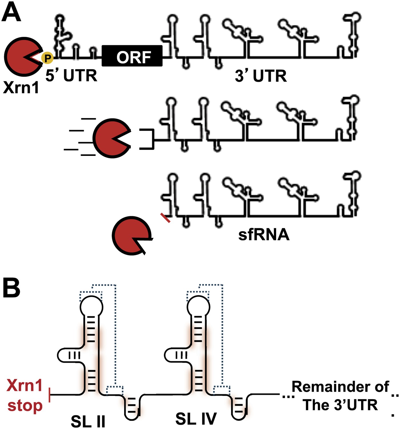RNA structures that resist degradation by Xrn1 produce a