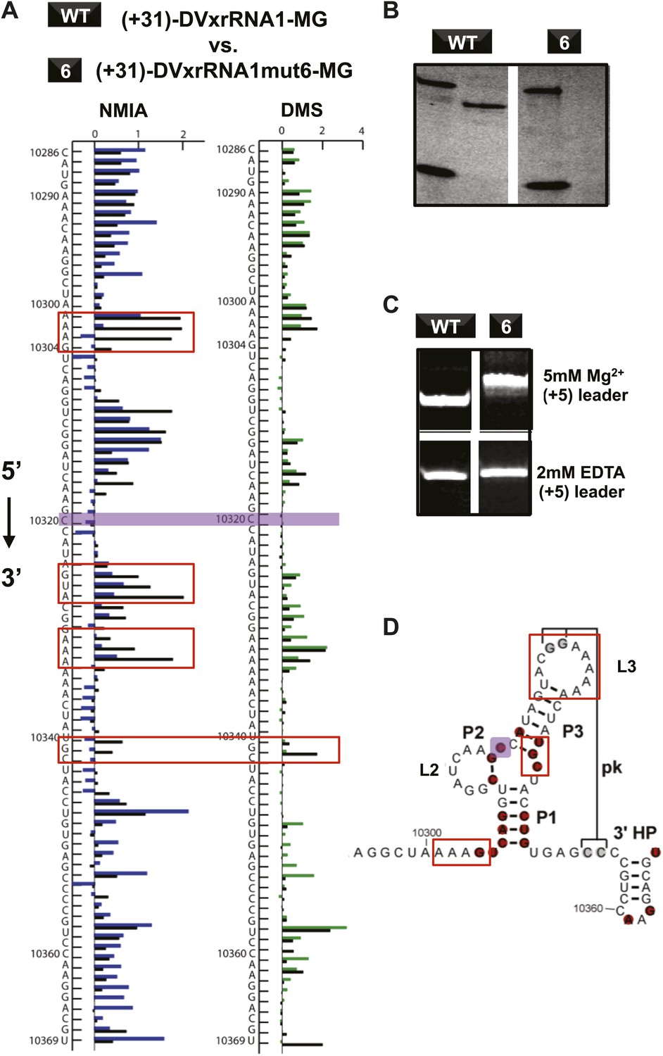 RNA structures that resist degradation by Xrn1 produce a