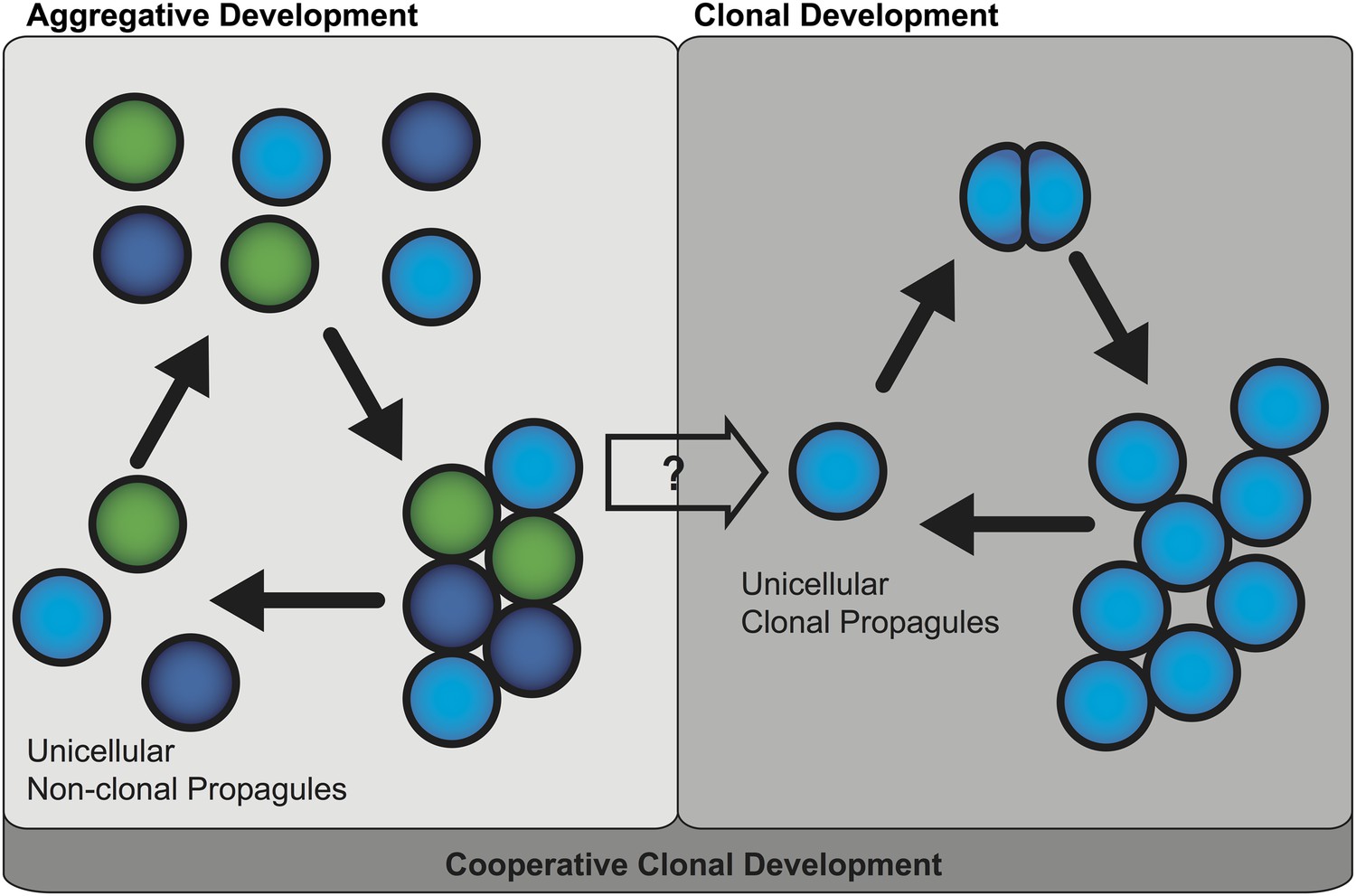 Multicellularity from brief encounters to lifelong unions elife
