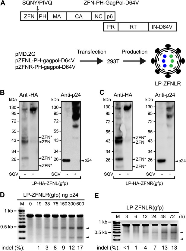 Targeted genome editing by lentiviral protein transduction of zinc ...