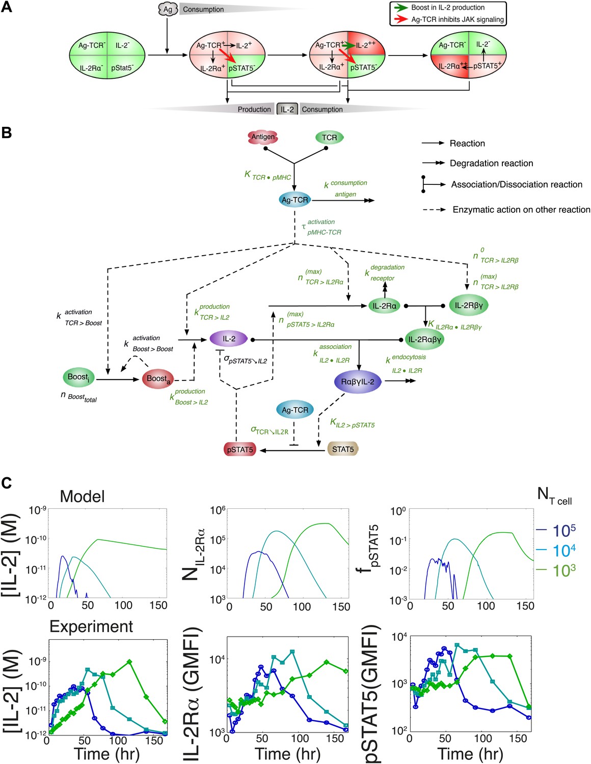 Figures and data in T cells translate individual, quantal activation ...