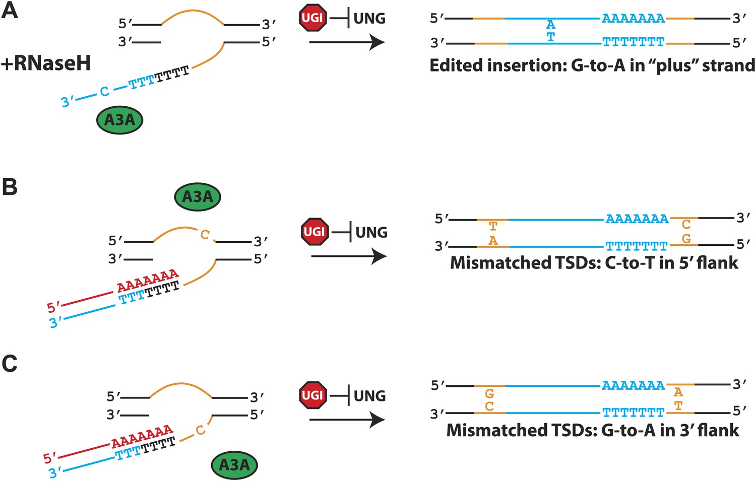 Figures and data in APOBEC3A deaminates transiently exposed single ...