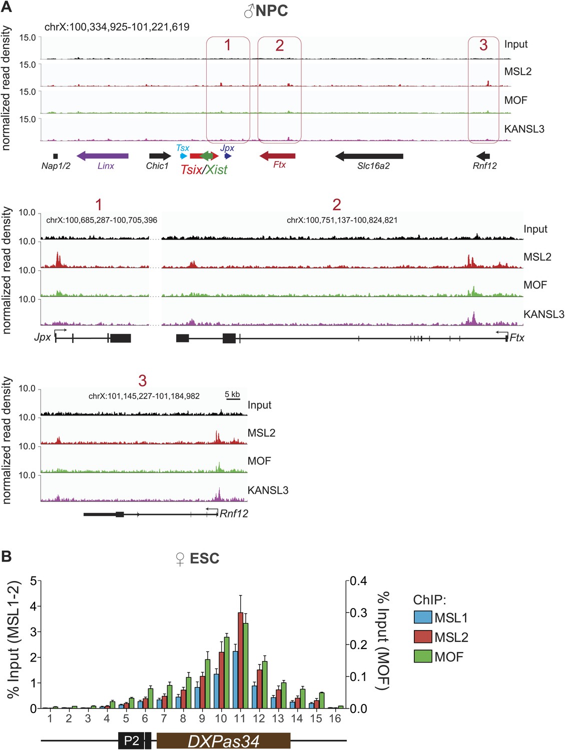 Figures and data in MOF-associated complexes ensure stem cell identity ...