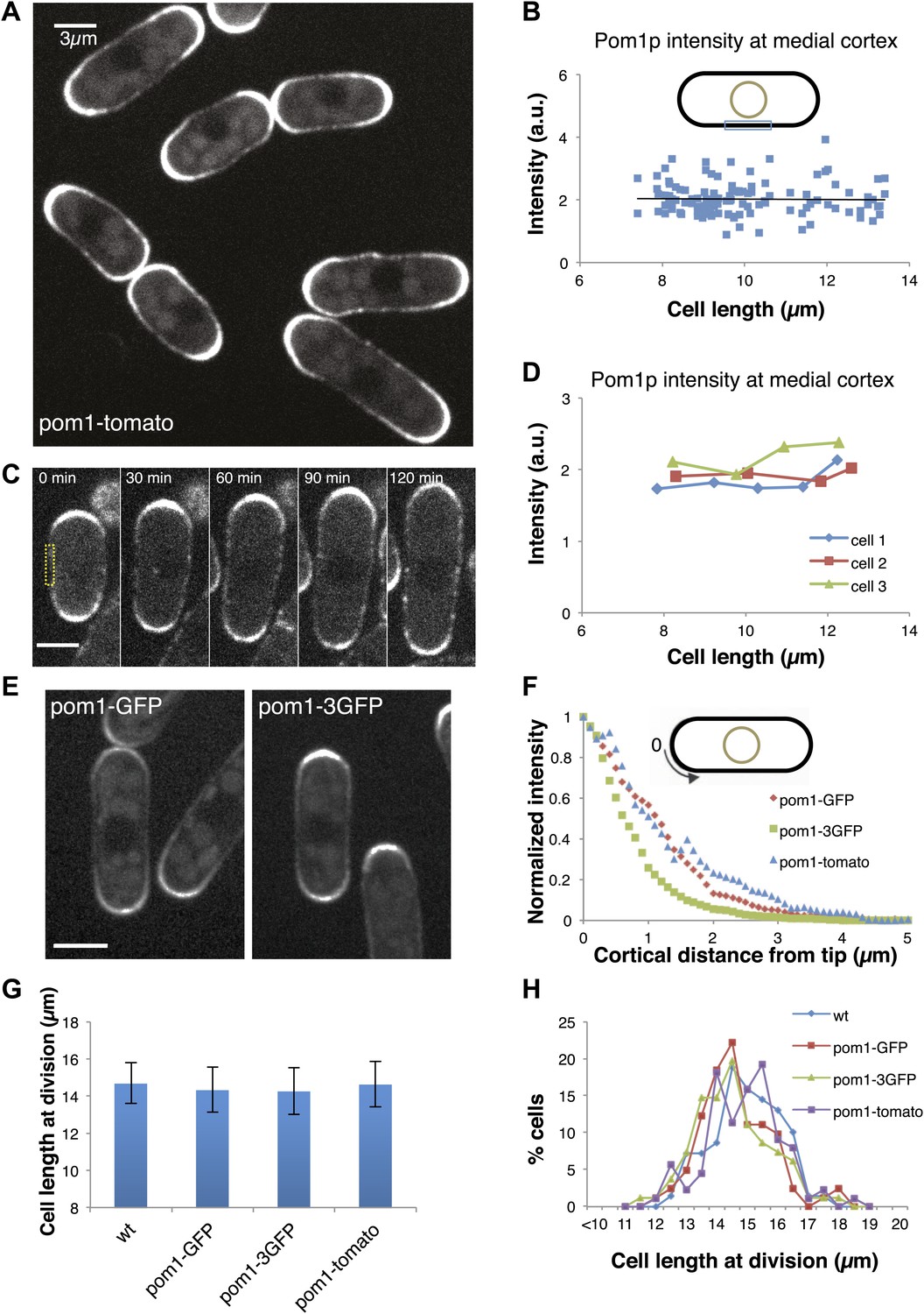 Cortical regulation of cell size by a sizer cdr2p | eLife