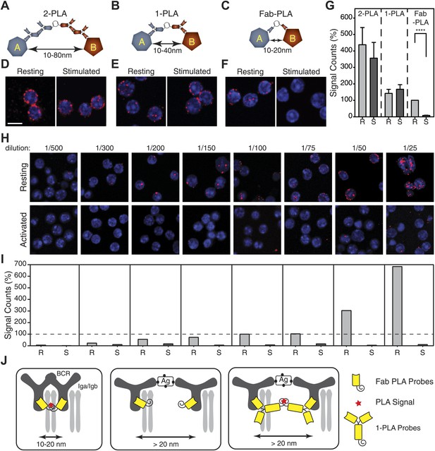 B Cell Activation Involves Nanoscale Receptor Reorganizations And ...