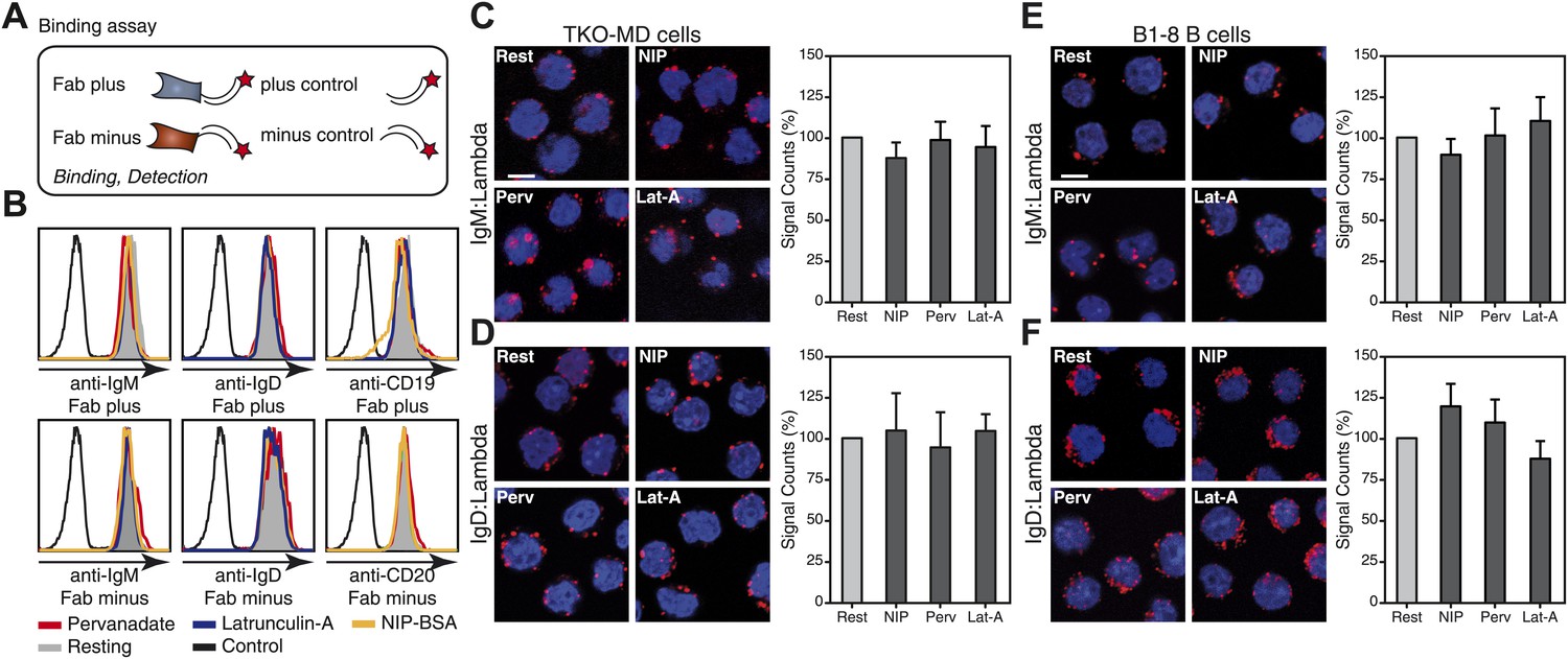 Figures And Data In B Cell Activation Involves Nanoscale Receptor ...