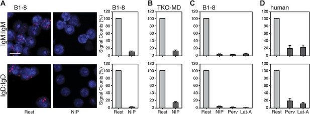 B Cell Activation Involves Nanoscale Receptor Reorganizations And ...