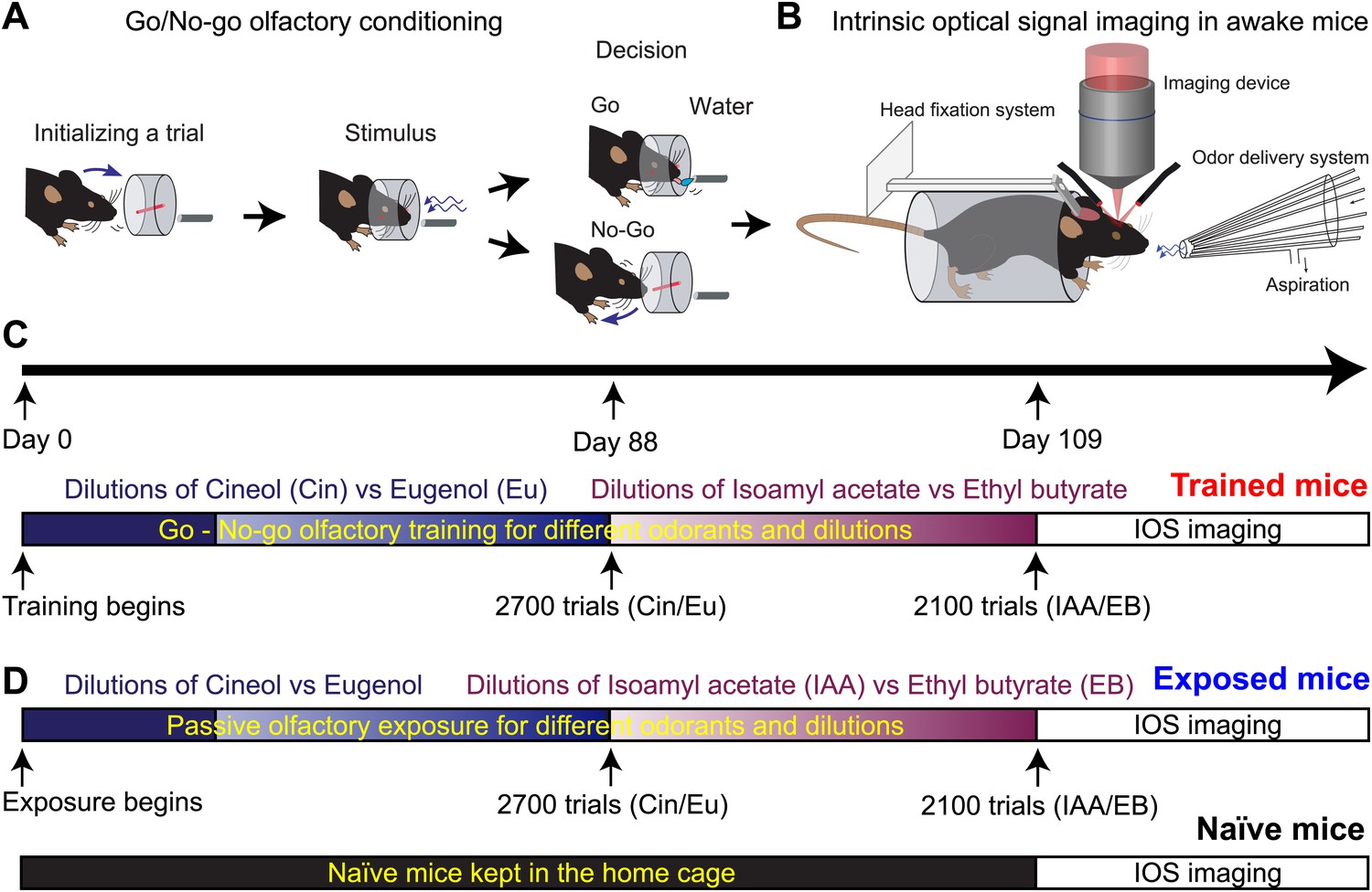 Long Term Functional Plasticity Of Sensory Inputs Mediated By Olfactory ...