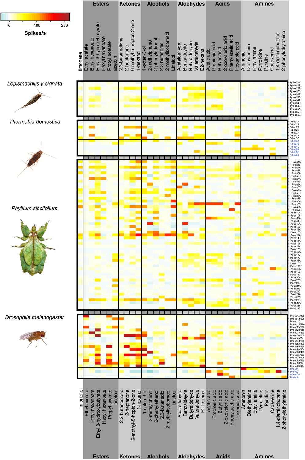 Figures and data in Evolution of insect olfactory receptors | eLife