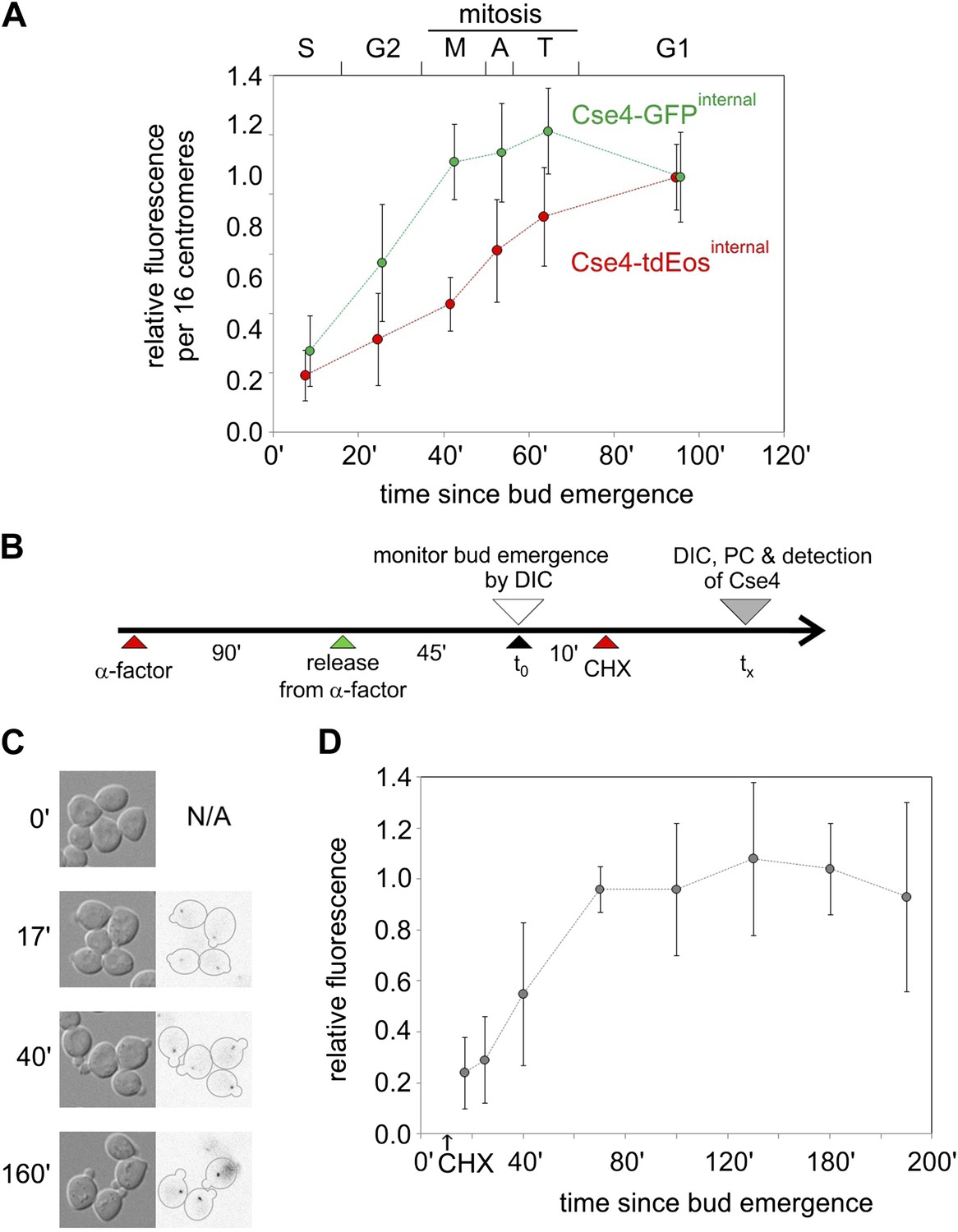 Imaging the fate of histone Cse4 reveals de novo replacement in S phase ...