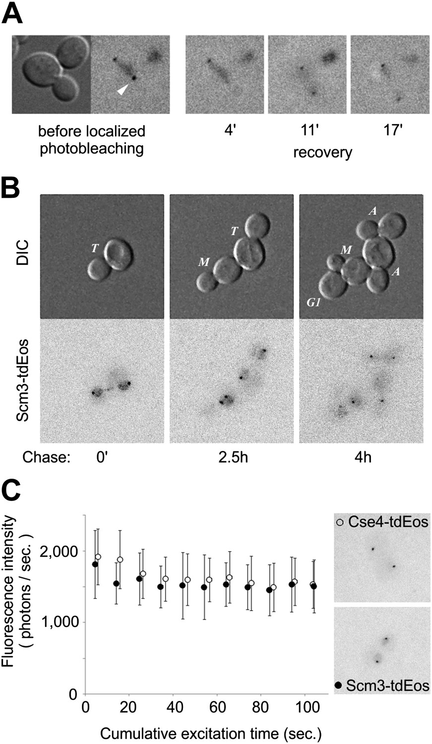 Imaging the fate of histone Cse4 reveals de novo replacement in S 