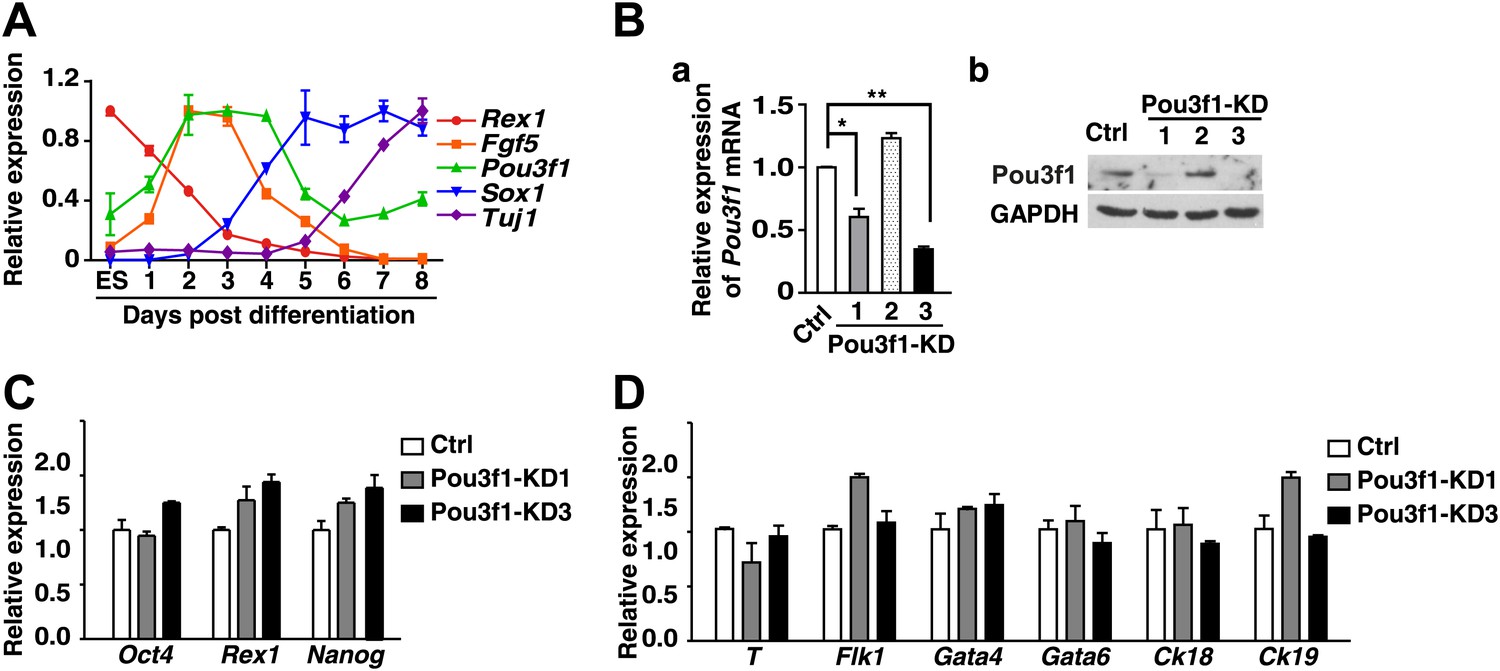 Figures And Data In The Transcription Factor Pou3f1 Promotes Neural