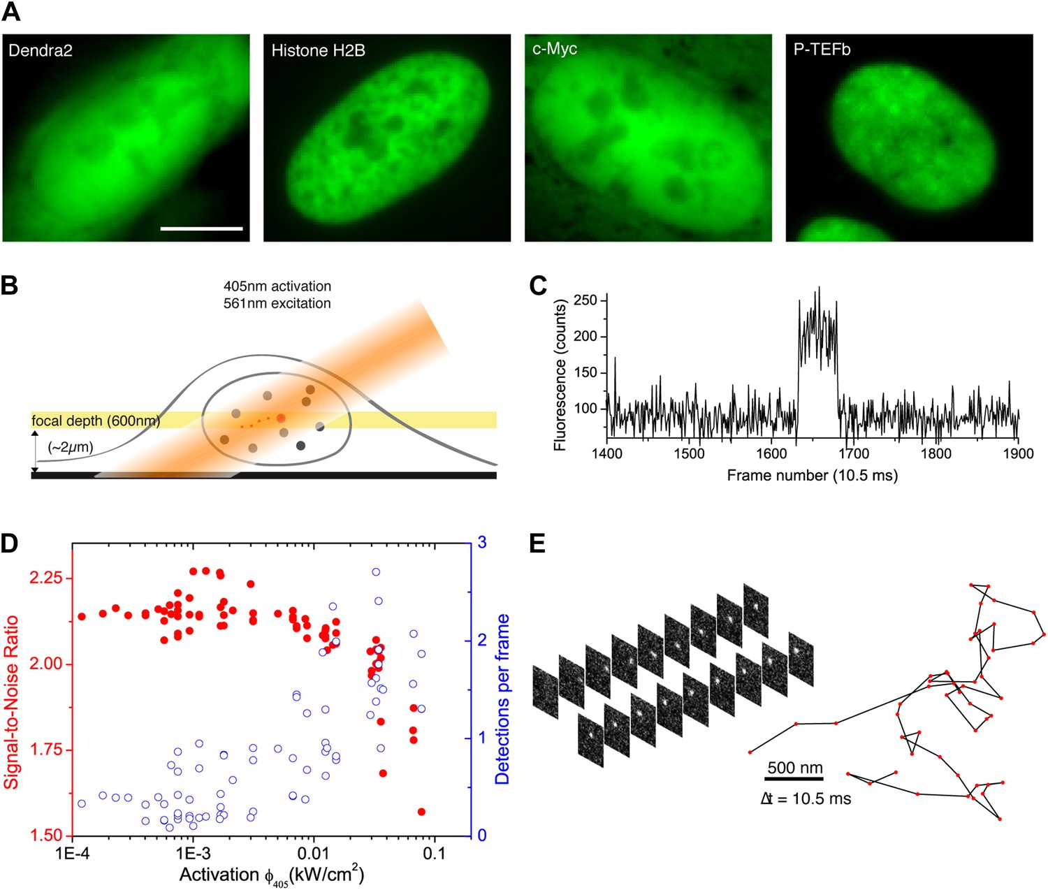 Singlemolecule tracking in live cells reveals distinct targetsearch