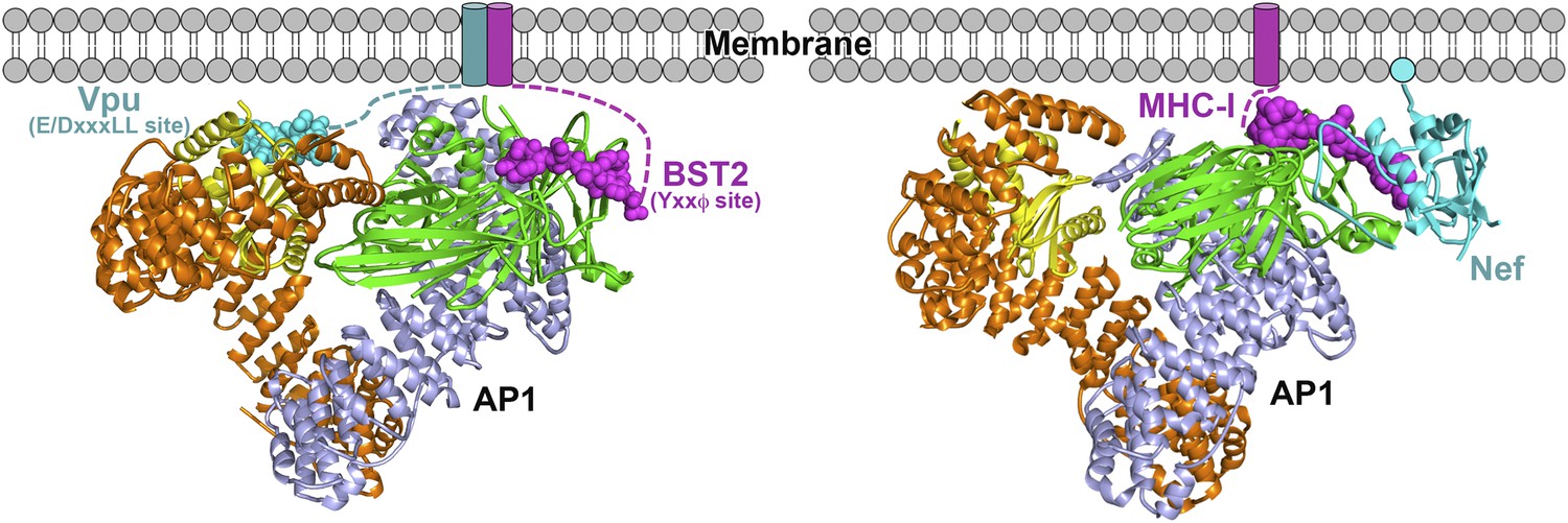 Structural basis of HIV-1 Vpu-mediated BST2 antagonism via