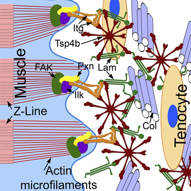 Thrombospondin-4 controls matrix assembly during development and repair ...