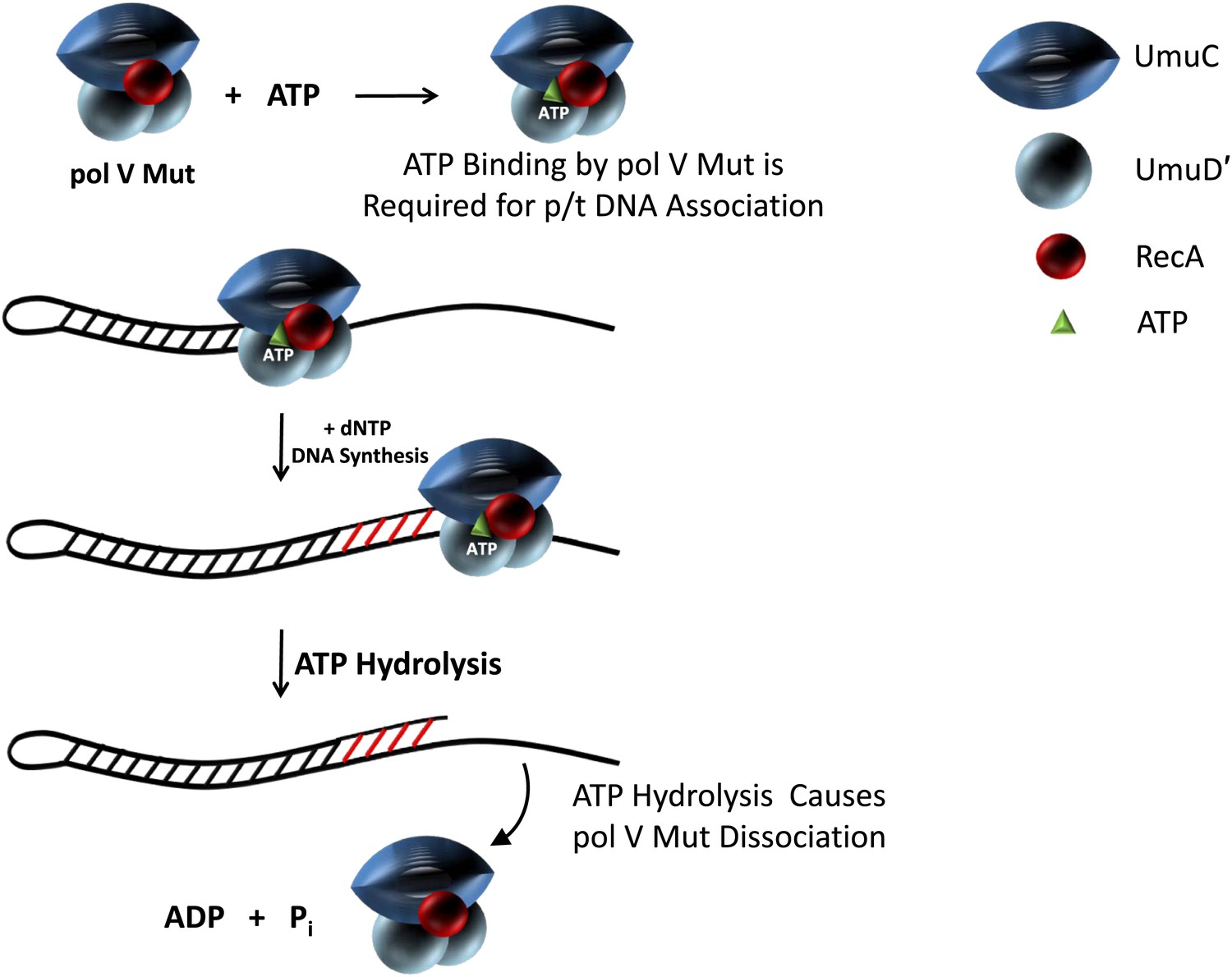 DNA polymerase V activity is autoregulated by a novel intrinsic DNA ...