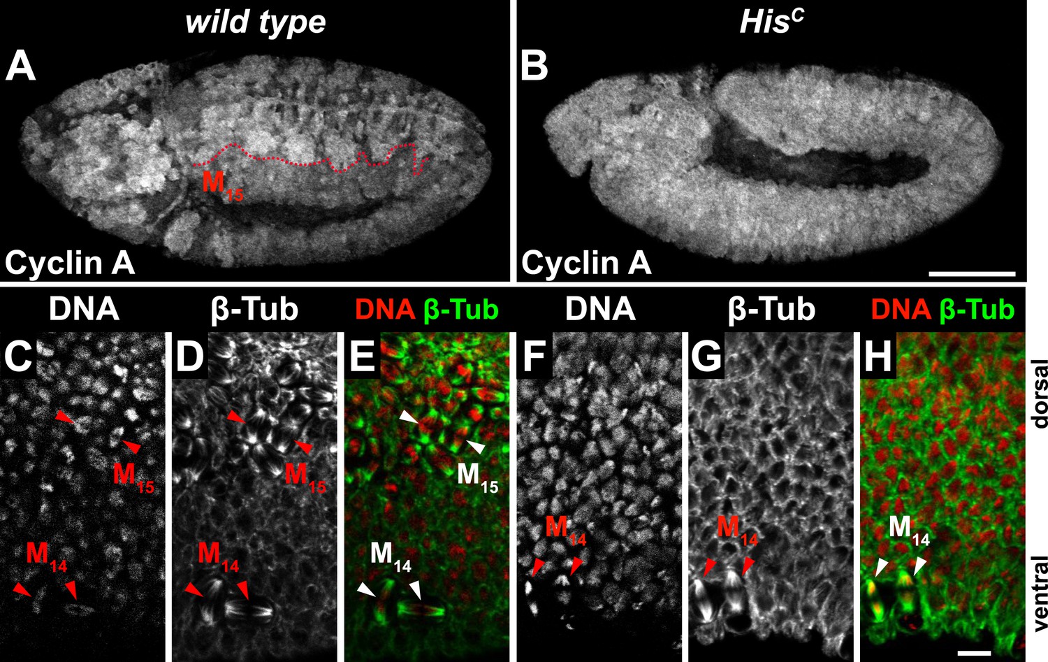 Figures and data in Histone supply regulates S phase timing and cell Biology Diagrams