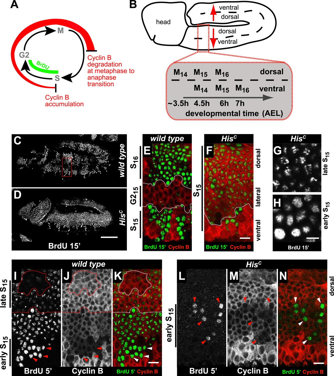 Figures and data in Histone supply regulates S phase timing and cell ... Biology Diagrams