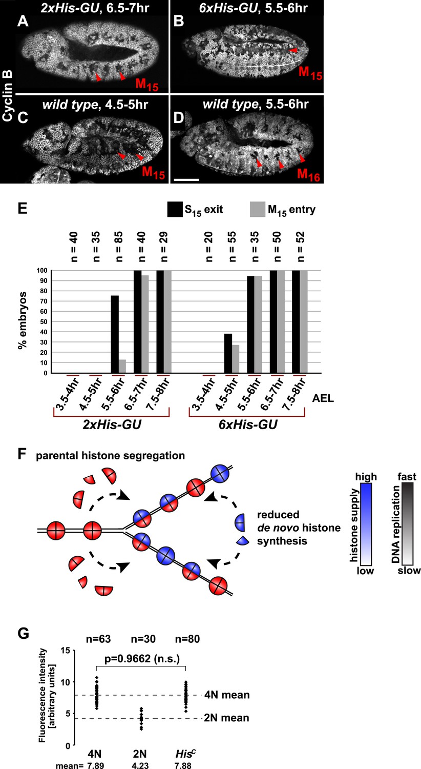 Figures and data in Histone supply regulates S phase timing and cell ... Biology Diagrams