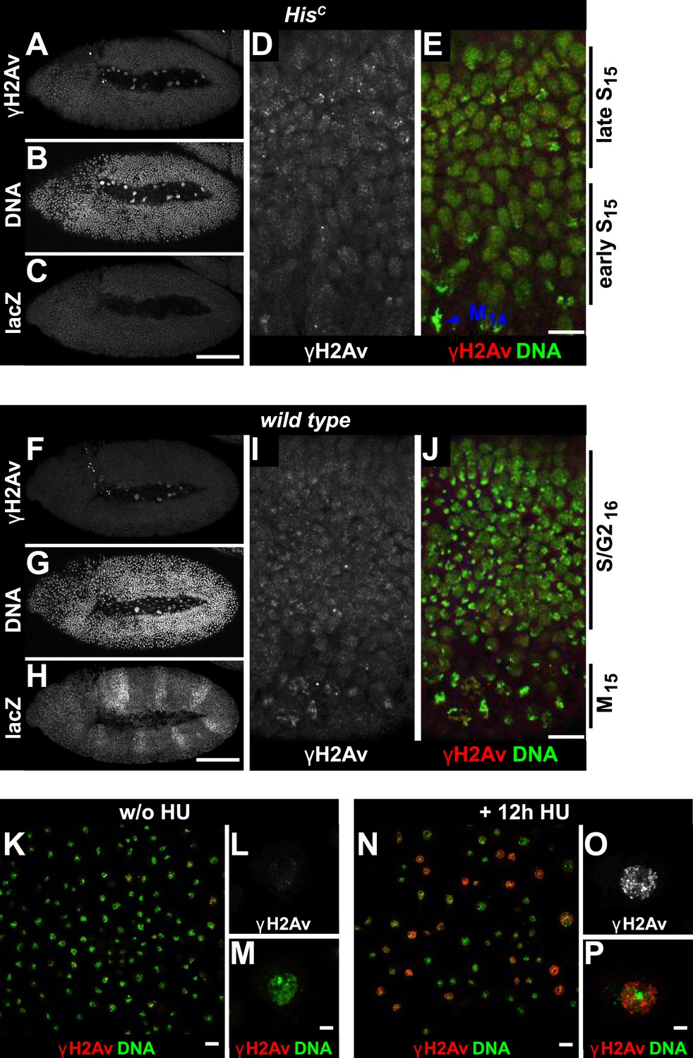 Figures and data in Histone supply regulates S phase timing and cell ... Biology Diagrams