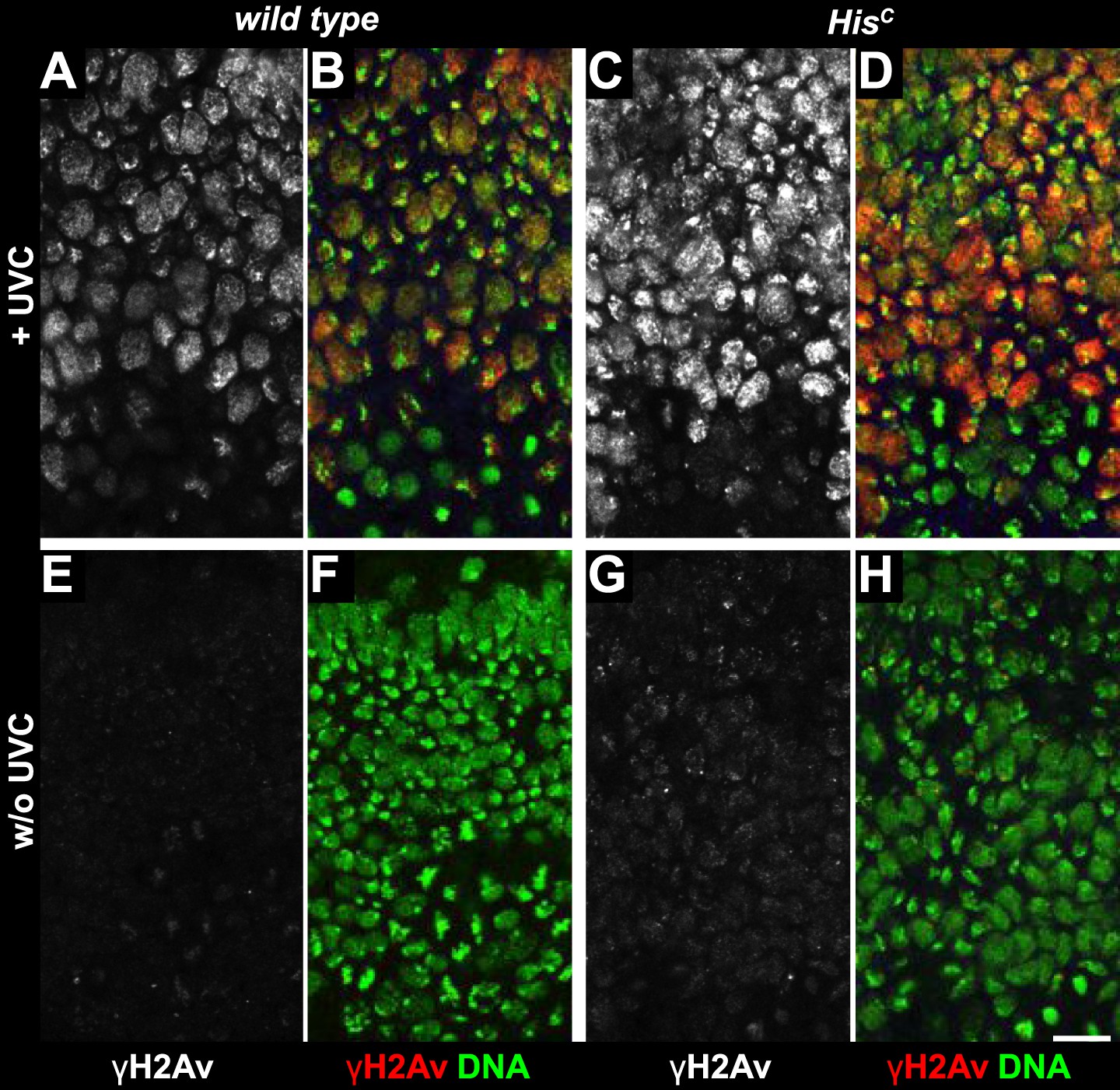 Figures and data in Histone supply regulates S phase timing and cell ... Biology Diagrams